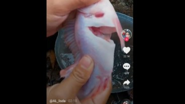 Kejadian Unik Ikan 'Hidup Kembali' Padahal Sudah Dipotong dan Dimasak