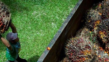 Ironi Industri Kelapa Sawit, Penuh Cuan Tapi Minim Jaminan bagi Buruh