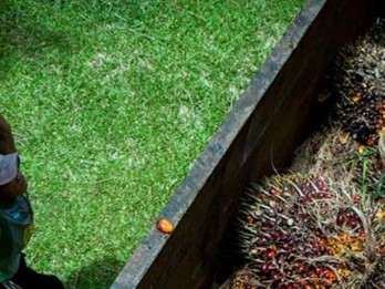 Ironi Industri Kelapa Sawit, Penuh Cuan Tapi Minim Jaminan bagi Buruh