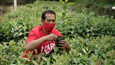 CCEP Kembangkan Coca Cola Forest di Jateng 