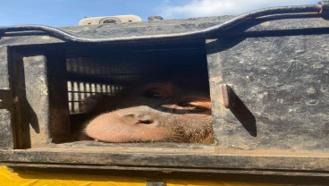 Polres Binjai Bongkar Jaringan Perdagangan Orangutan Sumatra