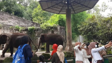 Tahun Baru Imlek, 10.301 Orang Kunjungi Taman Margasatwa Ragunan