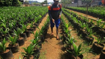 Sumbar Targetkan Replanting Sawit 8.000 Ha Tahun 2022