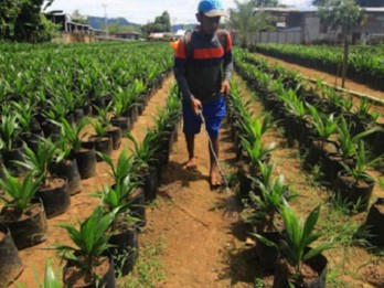 Sumbar Targetkan Replanting Sawit 8.000 Ha Tahun 2022