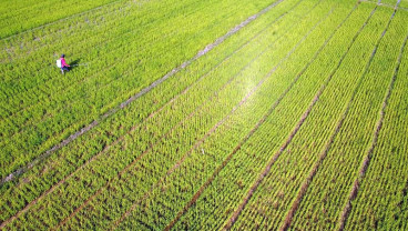 Produksi Padi di Cilacap Turun Drastis
