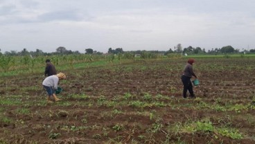 Impor Pupuk Sumatra Utara Terus Meningkat, Tapi Harga Tetap Mahal