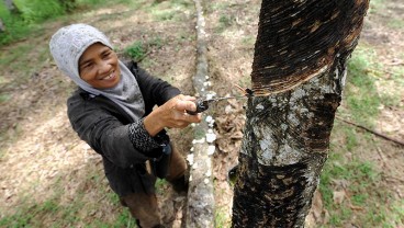 Karet Alam Lokal Kalah dengan Kamboja, Produsen Ban Meminta Pemerintah Turun Tangan
