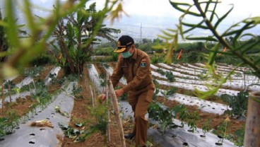 Lahan Hutan Sosial di Sumbar Diperluas, Kadishut: Wujudkan Green Ekonomi