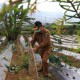 Lahan Hutan Sosial di Sumbar Diperluas, Kadishut: Wujudkan Green Ekonomi