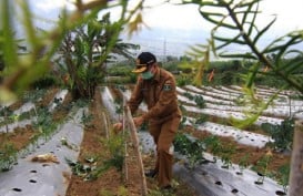 Lahan Hutan Sosial di Sumbar Diperluas, Kadishut: Wujudkan Green Ekonomi