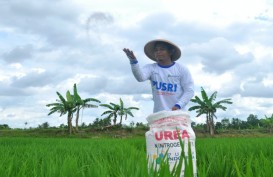 Harga Pupuk Meroket, Pakar Pertanian: Pemerintah Perlu Subsidi