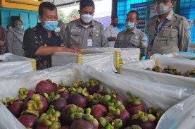 Purwakarta Ekspor Manggis ke China