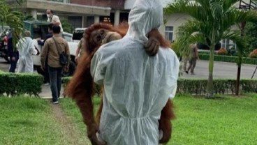 Kasus Kepemilikan Orang Utan di Rumah Bupati Langkat Nonaktif Masuk Penyidikan