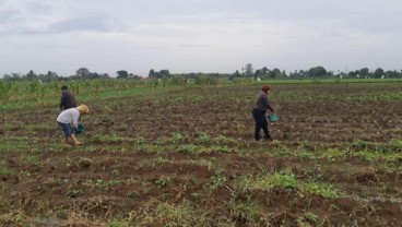 Tak Mau Kecolongan, Pemprov Sumut Telusuri Dugaan Pupuk Palsu di Kalangan Petani