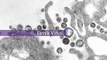 Muncul 2 Kasus Virus Lassa di Inggris, Apa Itu?