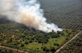Lahan Terbakar di Riau Capai 91,46 Hektare, Ini Respons Wagub Edy Nasution