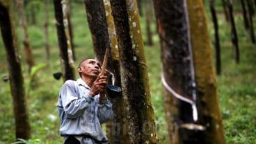 Industri Karet di Sumut Kewalahan Cari Bahan Baku saat Musim Gugur Daun