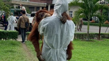 Orang Utan di Rumah Bupati Langkat Diklaim Cuma Titipan Oknum