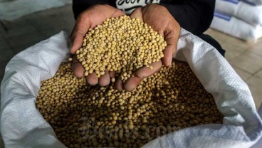 Harga Kedelai Tembus US$15,57 per Bushels, Pengusaha Tahan Impor