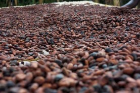 Usai Valentine, Simak Data Seputar Coklat, Bunga,…