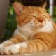 Sejarah Hari Ini: Peringatan Hari Nyan Nyan Nyan atau Hari Kucing di Jepang
