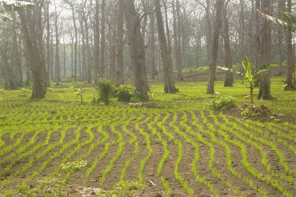 Padi Gogo Solusi Lahan Kering Jadi Produktif