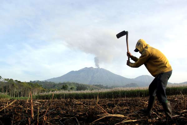 Rantai Pasok Pangan, Dimana Peran Petani?