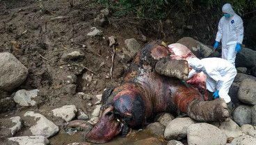 Gajah Sumatra Berusia 12 Tahun Ditemukan Mati di Kawasan Hutan Produksi Pucuk Krueng Pase Aceh