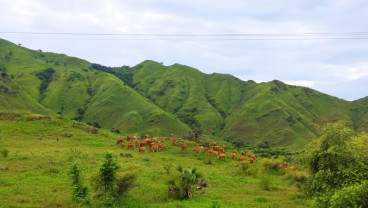 NTT Kembangkan  Ranch, Pacu Produktivitas Peternakan