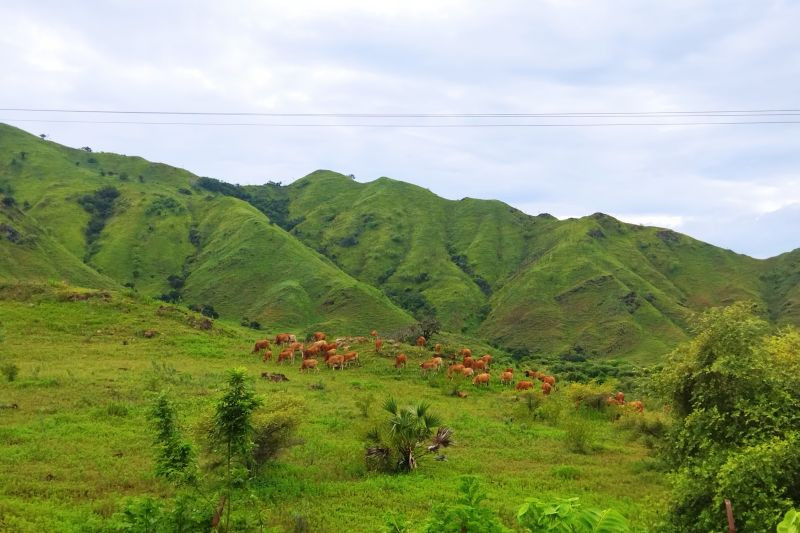 NTT Kembangkan  Ranch, Pacu Produktivitas Peternakan