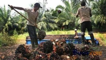 Berdayakan Petani Sawit di Sambas, Musim Mas Luncurkan Smallholders Hub 