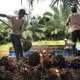 Berdayakan Petani Sawit di Sambas, Musim Mas Luncurkan Smallholders Hub 