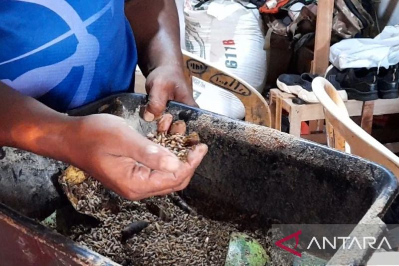 Budi Daya Maggot Janjikan Cuan Sekaligus Atasi Sampah