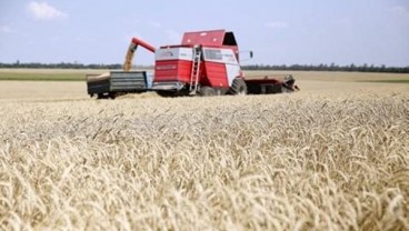 Harga Gandum Dunia Tembus US$11 per Bushel, Level Tertinggi Sejak 2008