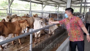 Pedagang Daging Mogok Jualan, Mentan SYL: Surplus Daging Sapi-Kerbau Capai 31.153 Ton