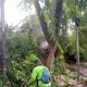Angin Kencang Hari Ini, 13 Pohon di Jakarta Pusat Tumbang