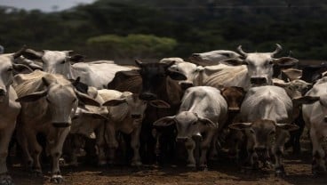 Mogok Pedagang Daging Usai, Impor dari Amerika Selatan Siap Dikejar