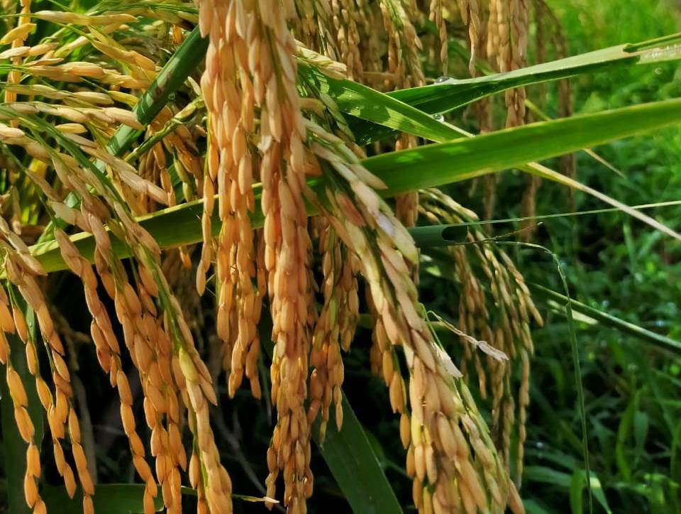Mendorong Food Estate jadi Produsen Benih Padi Bermutu
