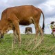 Duh, Penyakit Kutil Serang Sapi di Indonesia