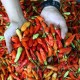 Harga Cabai Merah di Riau Makin Pedas, Ini Sebabnya