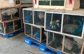 Ditolak Masuk ke Sumut, 962 Ekor Burung Impor Afrika Selatan Bakal Dimusnahkan Pekan Ini