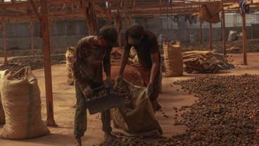 Petani Gambir Sumbar Desak Gubernur Bantu Persoalan Harga Gambir Anjlok