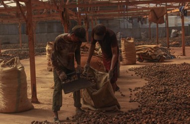 Petani Gambir Sumbar Desak Gubernur Bantu Persoalan Harga Gambir Anjlok