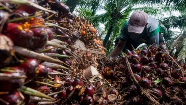 Dukung Green Economy, Ini Strategi Nusantara Sawit Sejahtera Jelang IPO