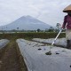 Aktivitas Semeru Pekan Kedua Maret, Letusan Masih Terjadi