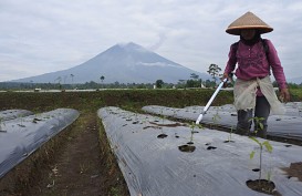 Aktivitas Semeru Pekan Kedua Maret, Letusan Masih Terjadi