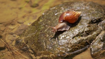 Manfaat Kandungan Lendir Siput untuk Perawatan Wajah