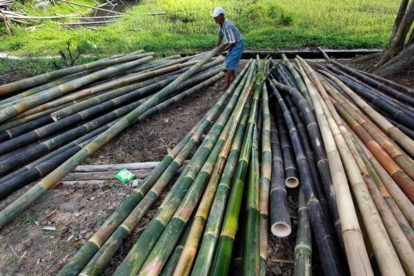LPDB Menggulirkan Secercah Harapan Bambu NTT
