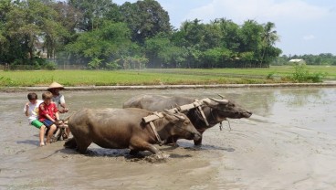 PPKM Level 4, Objek Wisata di Bantul Tetap Buka, tapi...