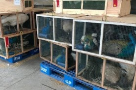 Aroma Busuk Perkara Impor Ribuan Burung Asal Afsel…